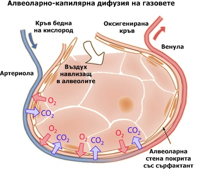 Алвеоларно-капилярна дифузия на газовете
