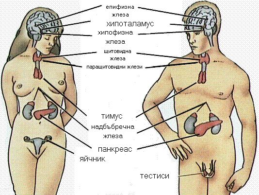 лимфен дренаж