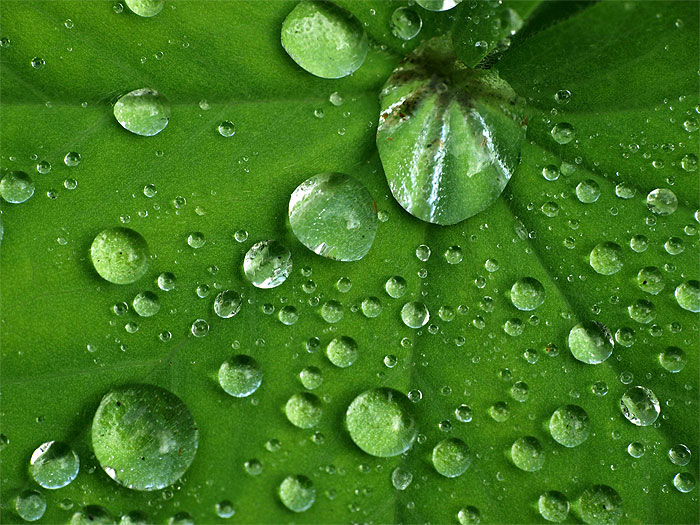 Капеща вода върху листо