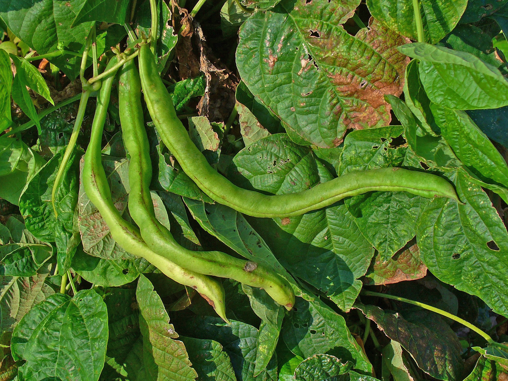 Боб, фасул (Phaseolus vulgaris)
